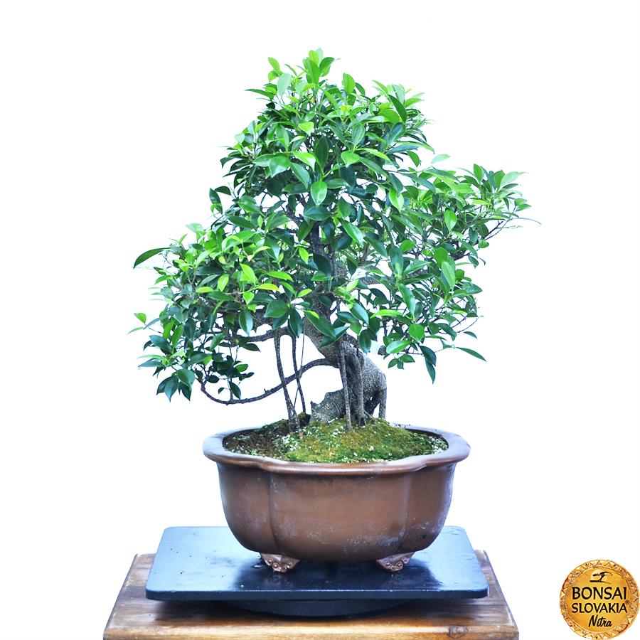 Ficus retusa