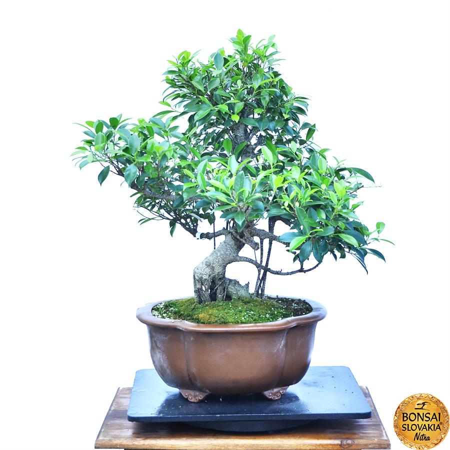 Ficus retusa
