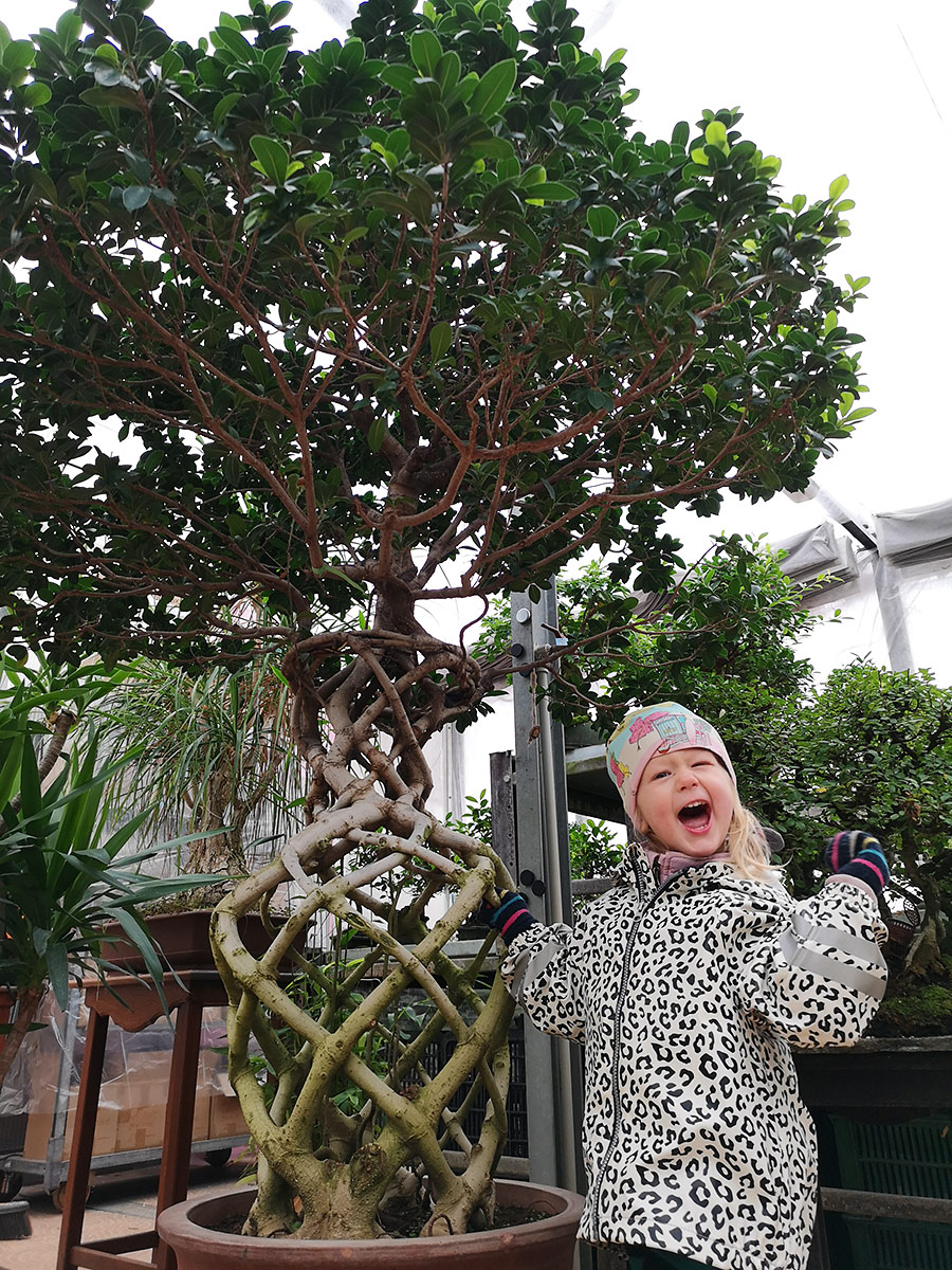 BONSAI: FICUS RETUSA, 200 cm