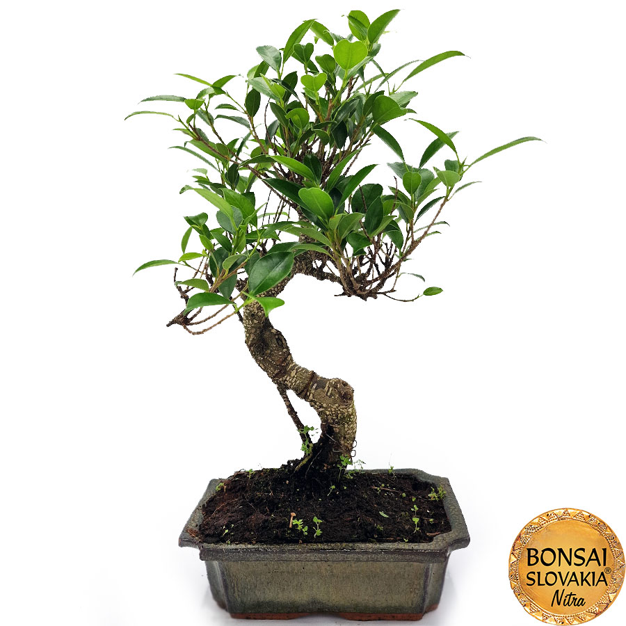 BONSAI: FICUS RETUSA