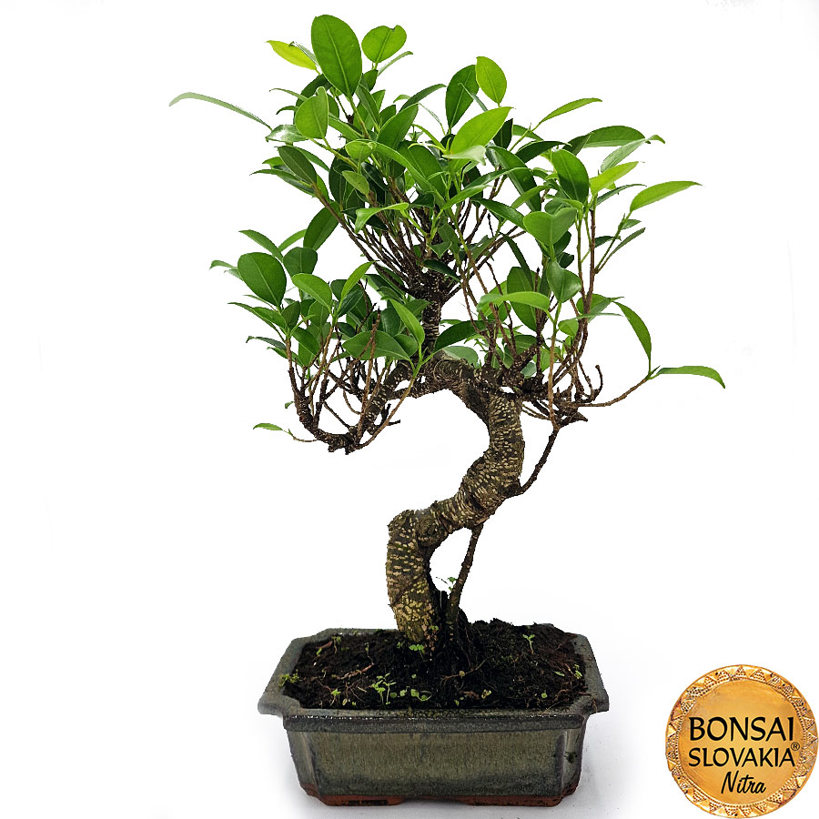 BONSAI: FICUS RETUSA