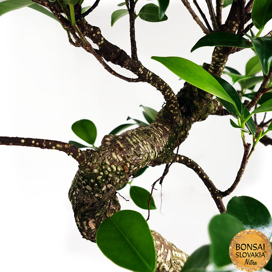 BONSAI: Fikus vykrojený, Ficus retusa