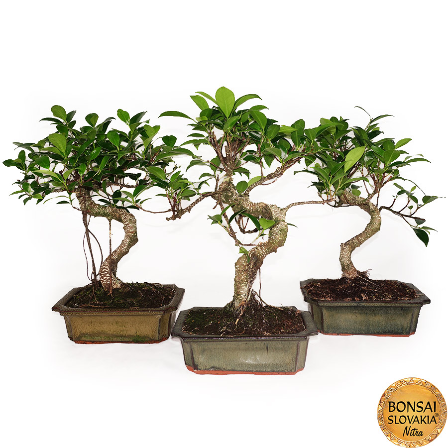 BONSAI: Fikus vykrojený, Ficus retusa
