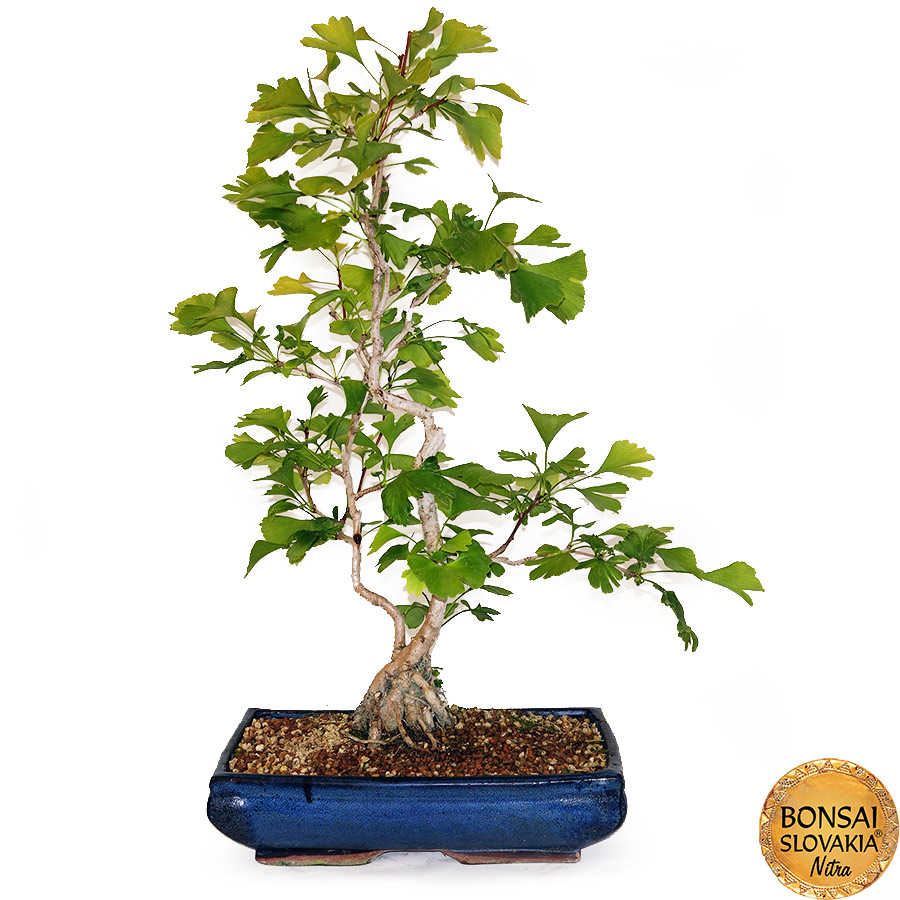 BONSAI: GINKGO BILOBA 75cm