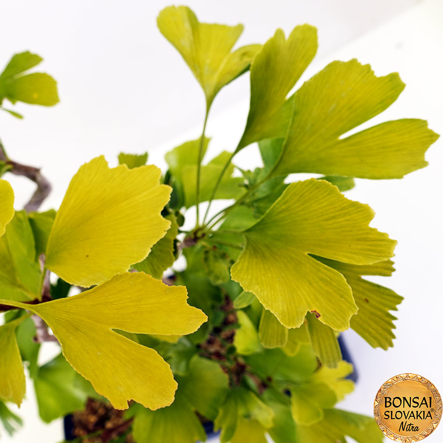 BONSAI: GINKGO BILOBA 75cm