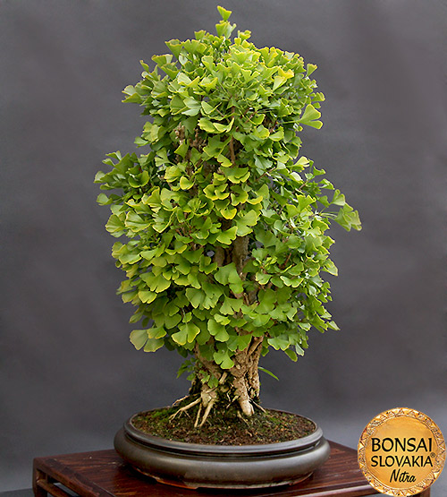 BONSAI: GINKGO BILOBA