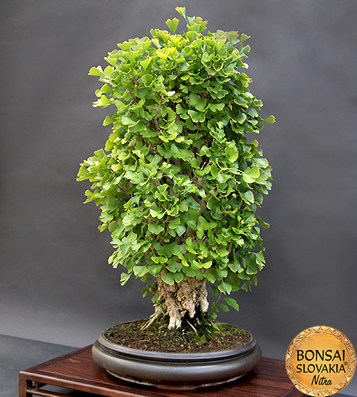 BONSAI: GINKGO BILOBA