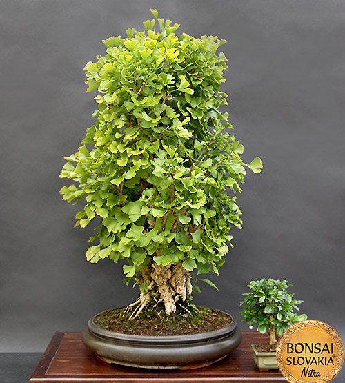 BONSAI: GINKGO BILOBA