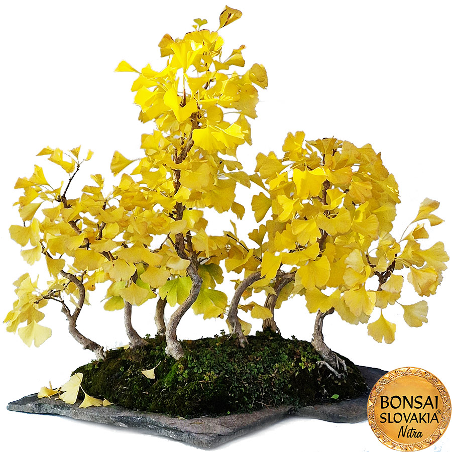 BONSAI: GINKGO BILOBA