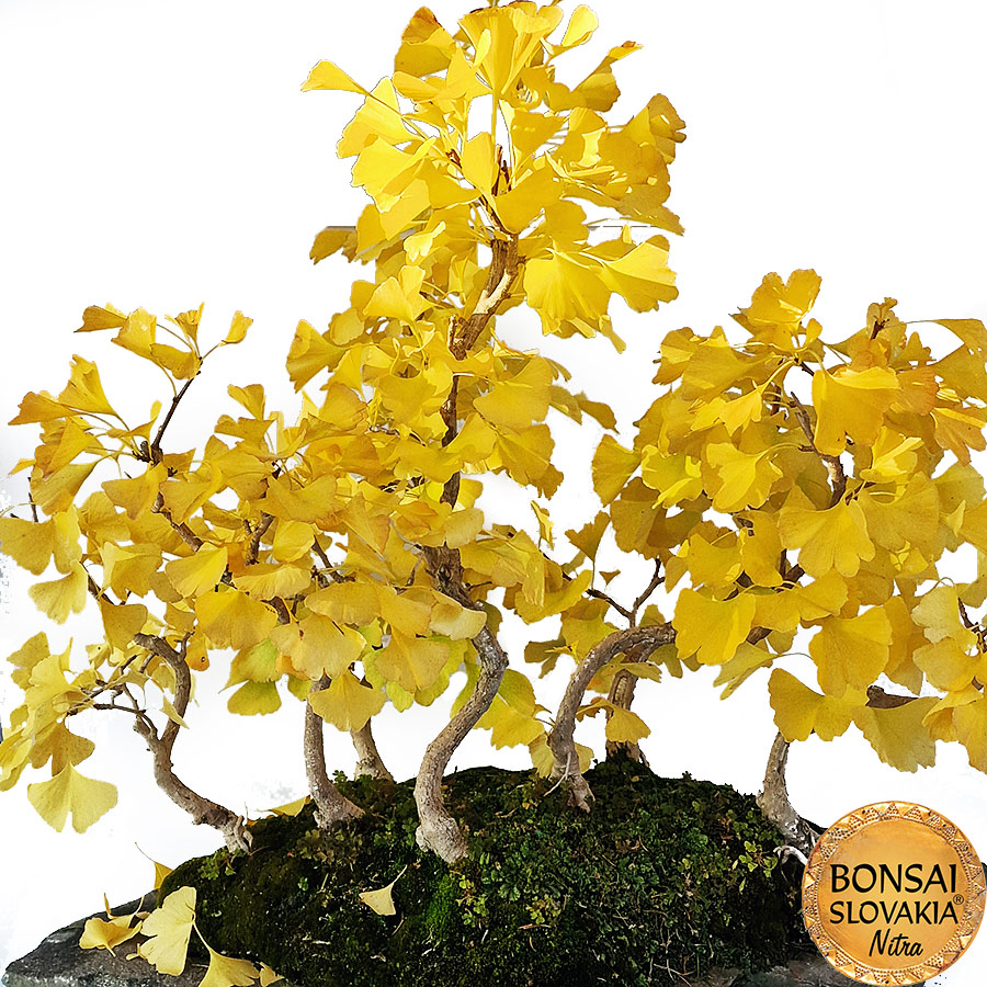 BONSAI: GINKGO BILOBA