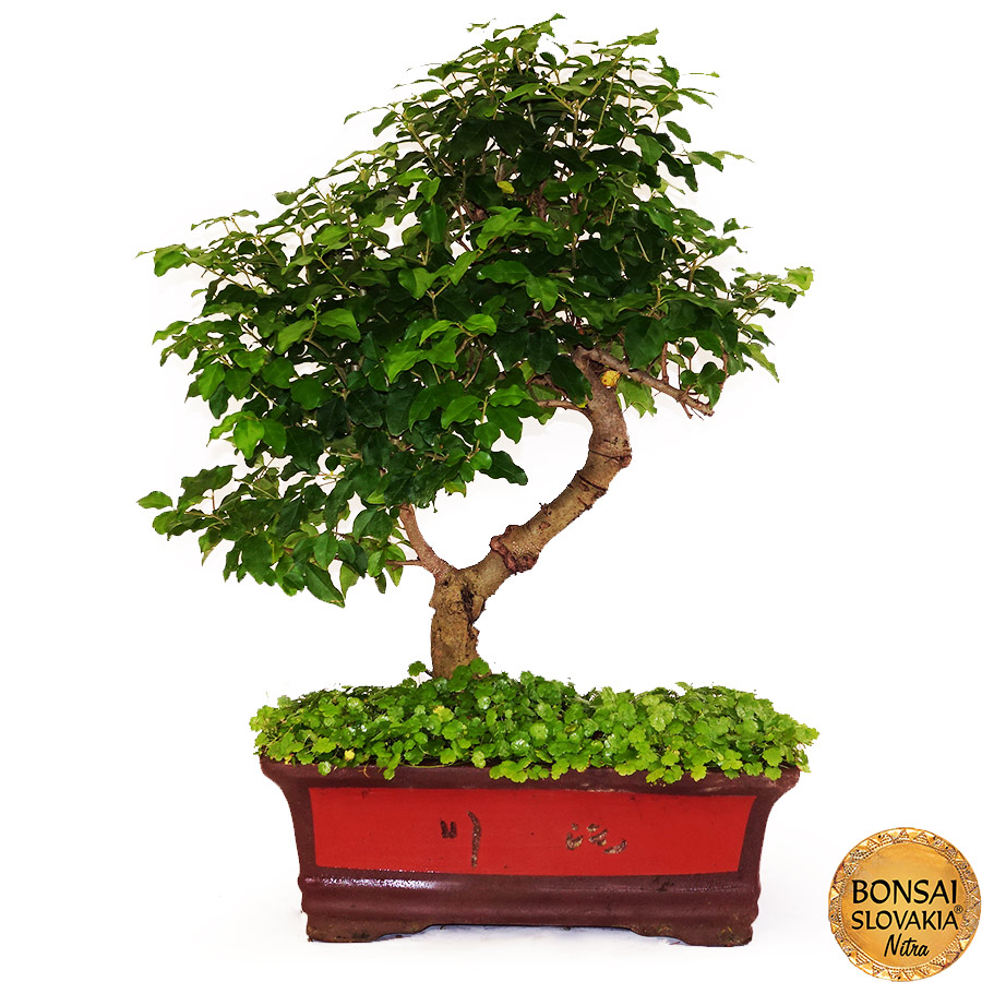 BONSAI: LIGUSTRUM SINENSE