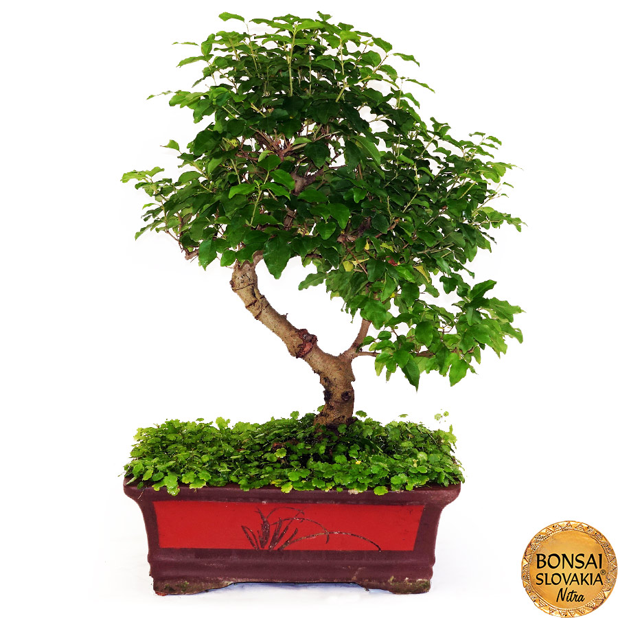 BONSAI: LIGUSTRUM SINENSE