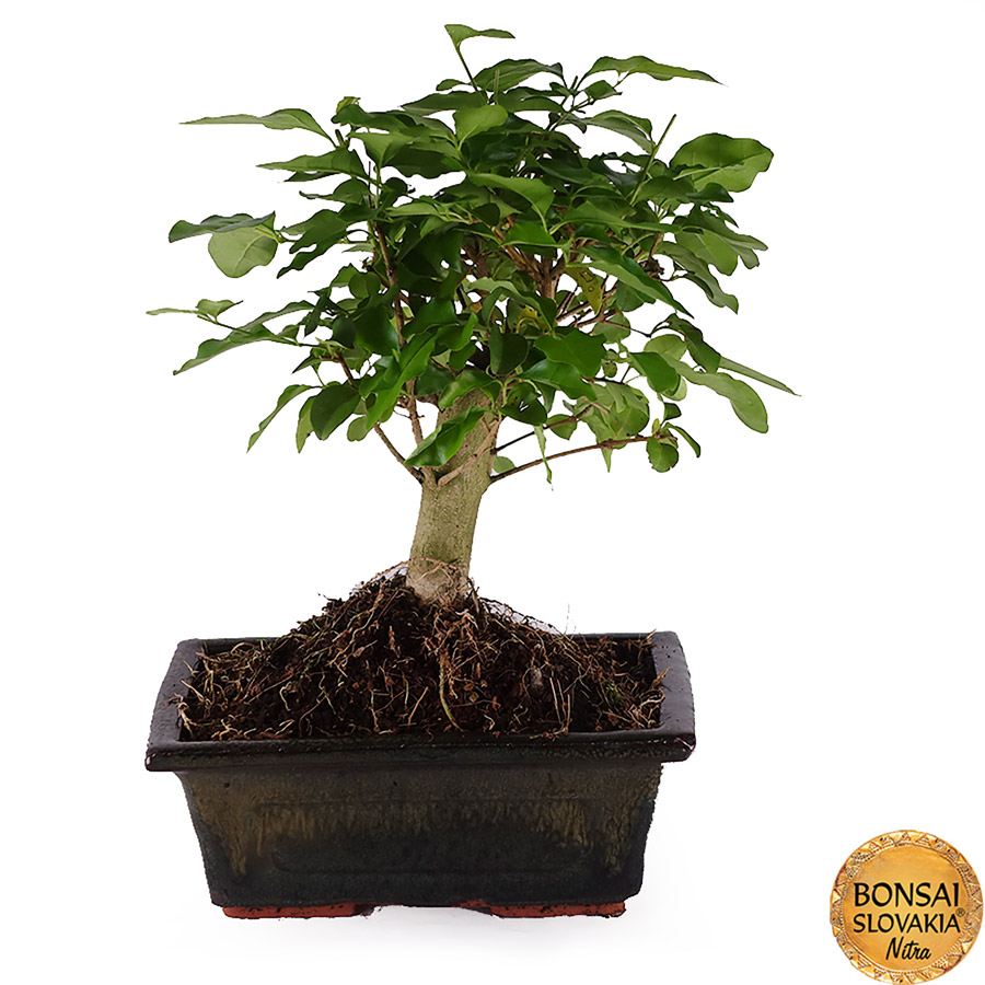 ligustrum sinensis