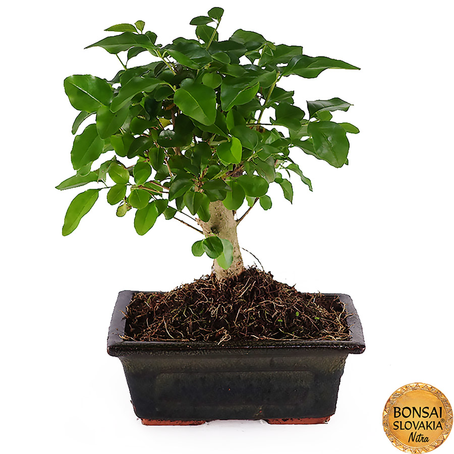 ligustrum sinensis