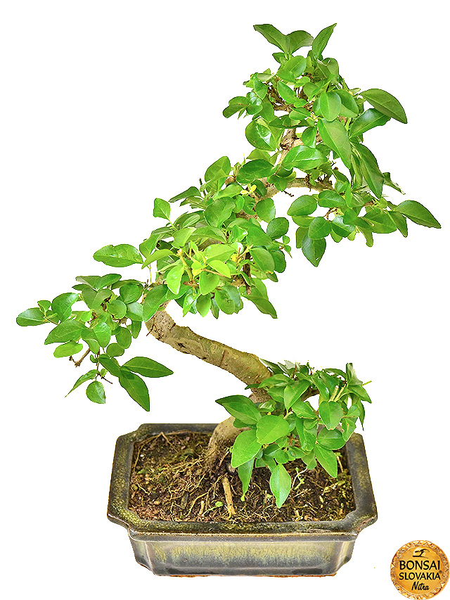 Ligustrum sinensis, 30-35 cm