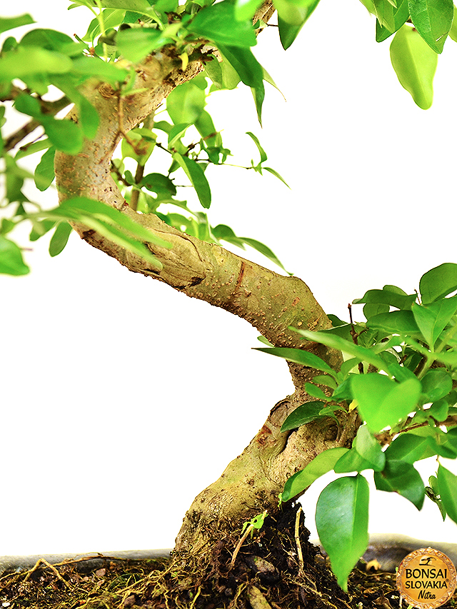 Ligustrum sinensis, 30-35 cm