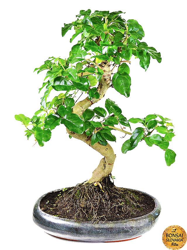 Ligustrum sinensis, 35-40 cm