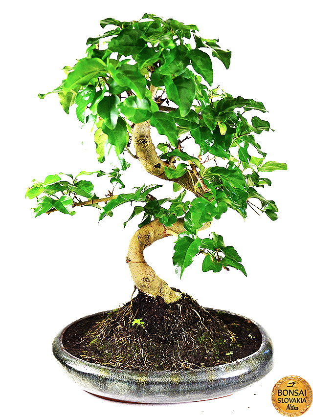 Ligustrum sinensis, 35-40 cm