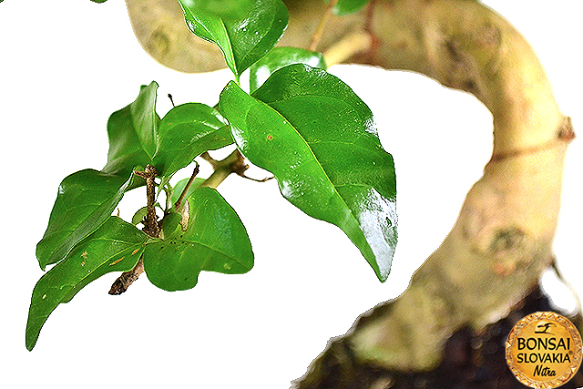 Ligustrum sinensis, 35-40 cm