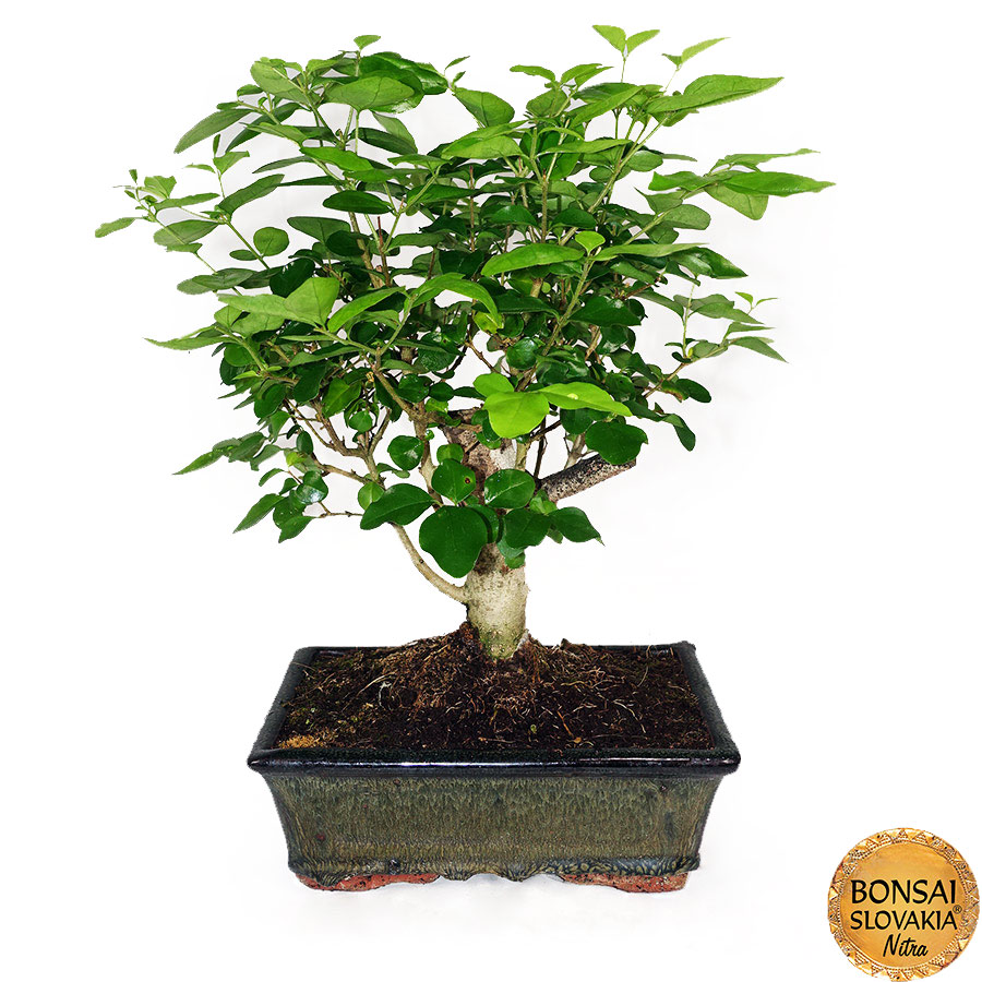 BONSAI: Ligustrum sinensis 30 - 35 cm