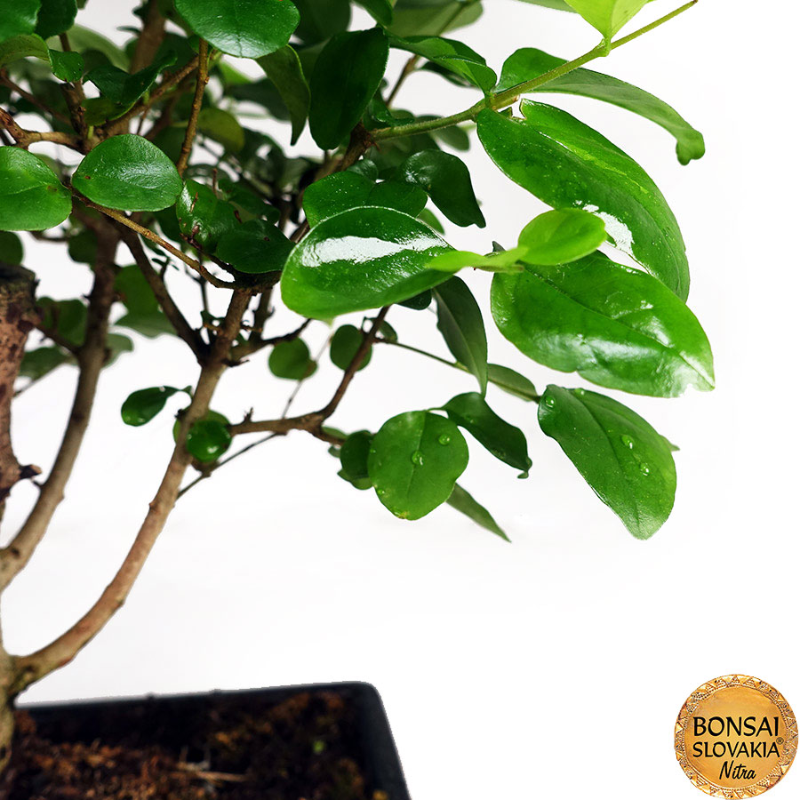 BONSAI: Ligustrum sinensis 30 - 35 cm