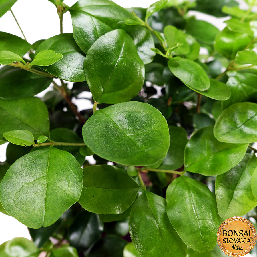BONSAI: Ligustrum sinensis 30 - 35 cm