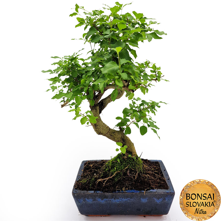 BONSAI: LIGUSTRUM SINENSE