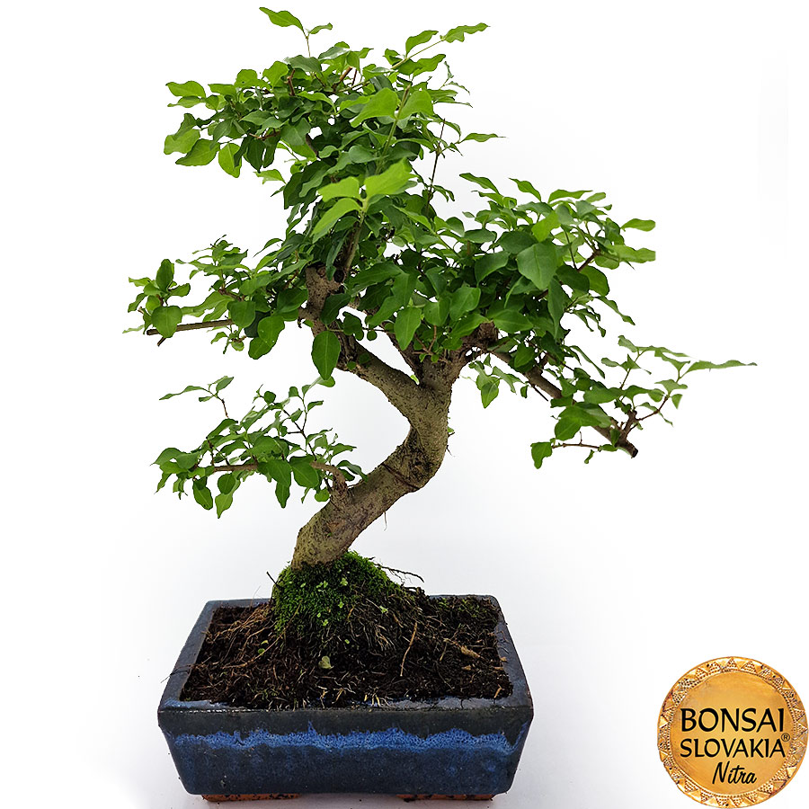 BONSAI: LIGUSTRUM SINENSE