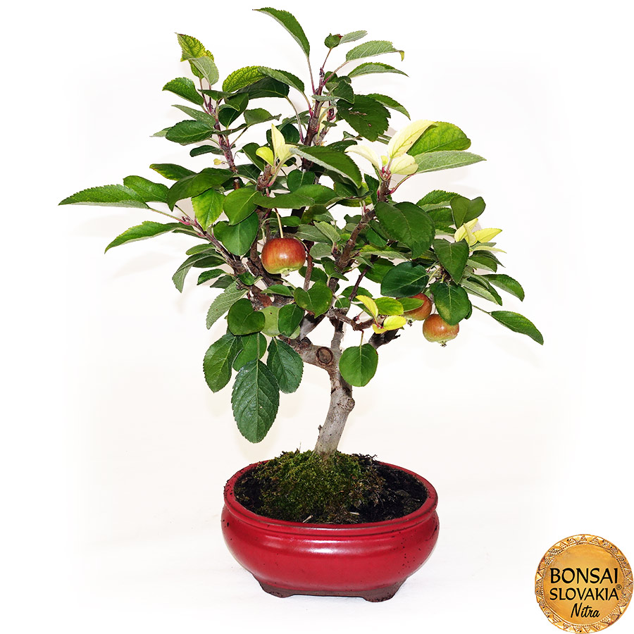 BONSAI: JABLOŇ, MALUS HALLIANA