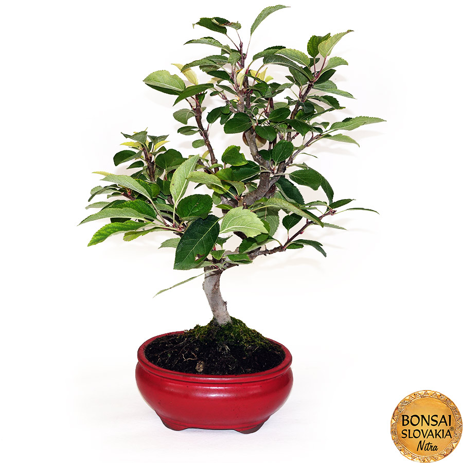 BONSAI: JABLOŇ, MALUS HALLIANA