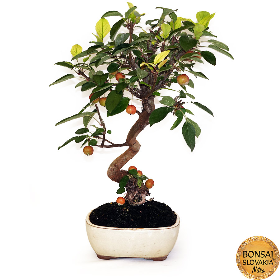 BONSAI: JABLOŇ, MALUS HALLIANA