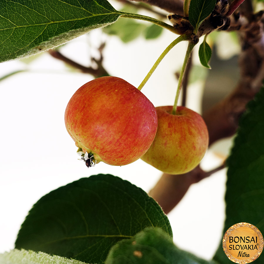 BONSAI: JABLOŇ, MALUS HALLIANA