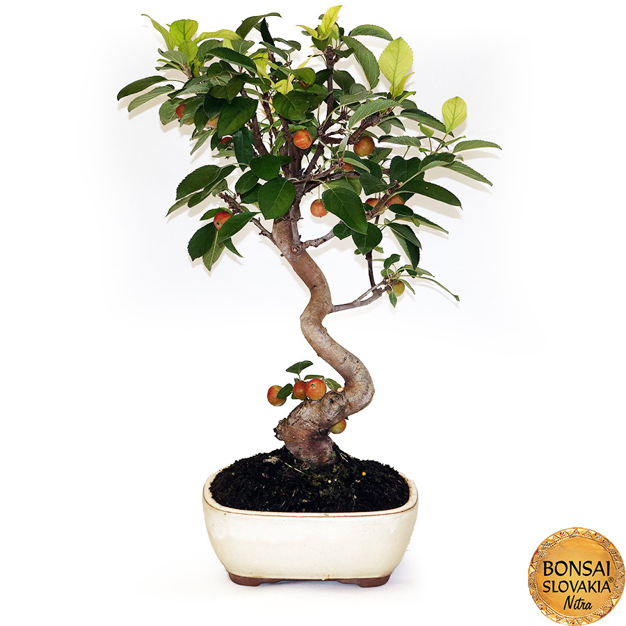 BONSAI: JABLOŇ, MALUS HALLIANA