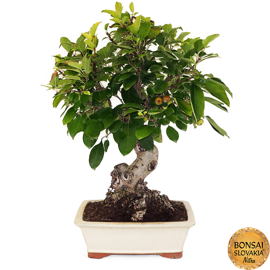 BONSAI: JABLOŇ, MALUS HALLIANA