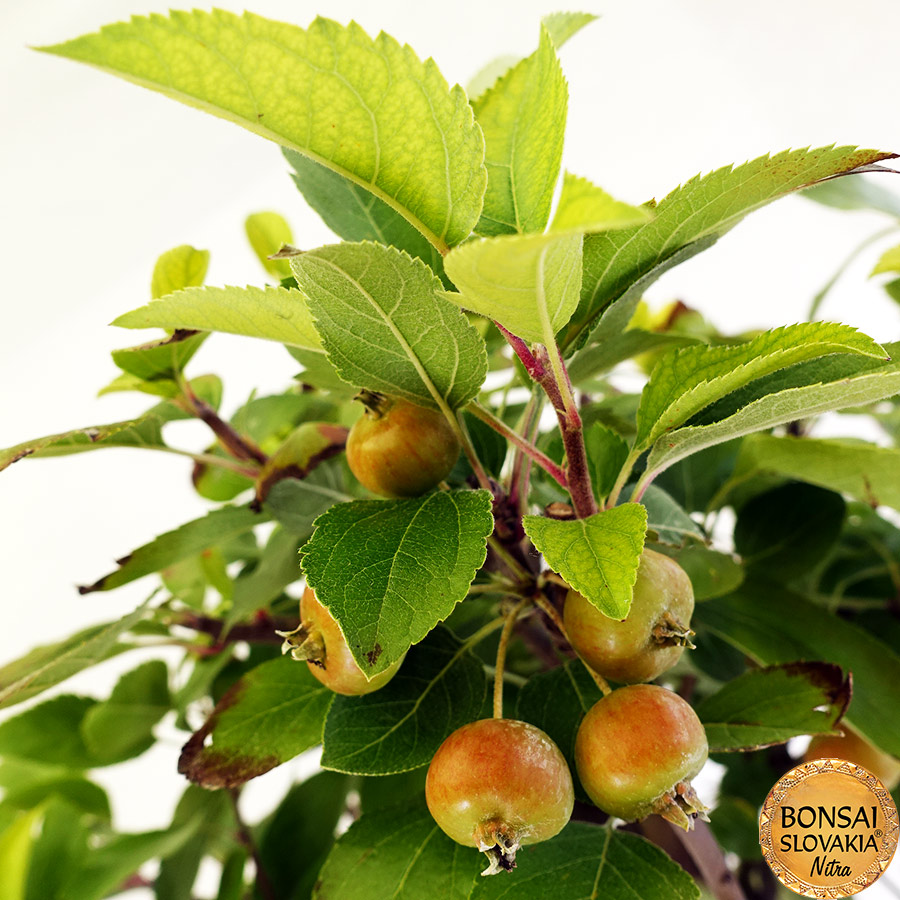 BONSAI: JABLOŇ, MALUS HALLIANA