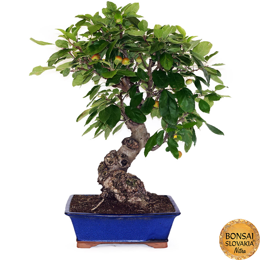 BONSAI: JABLOŇ, MALUS HALLIANA