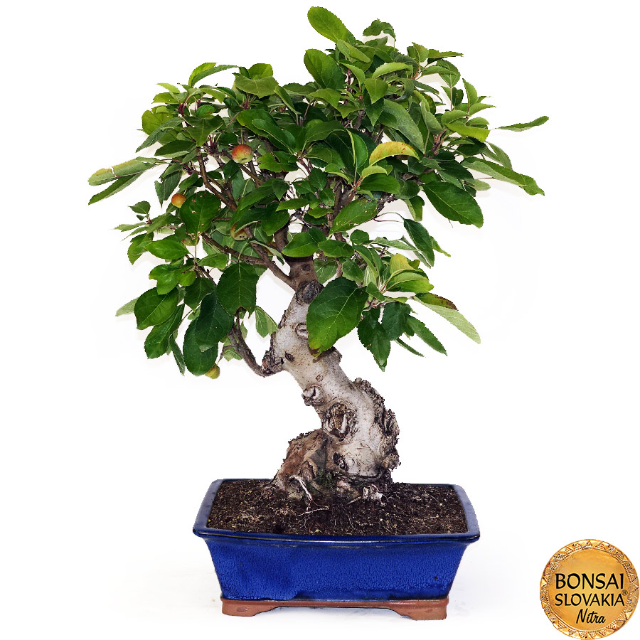 BONSAI: JABLOŇ, MALUS HALLIANA