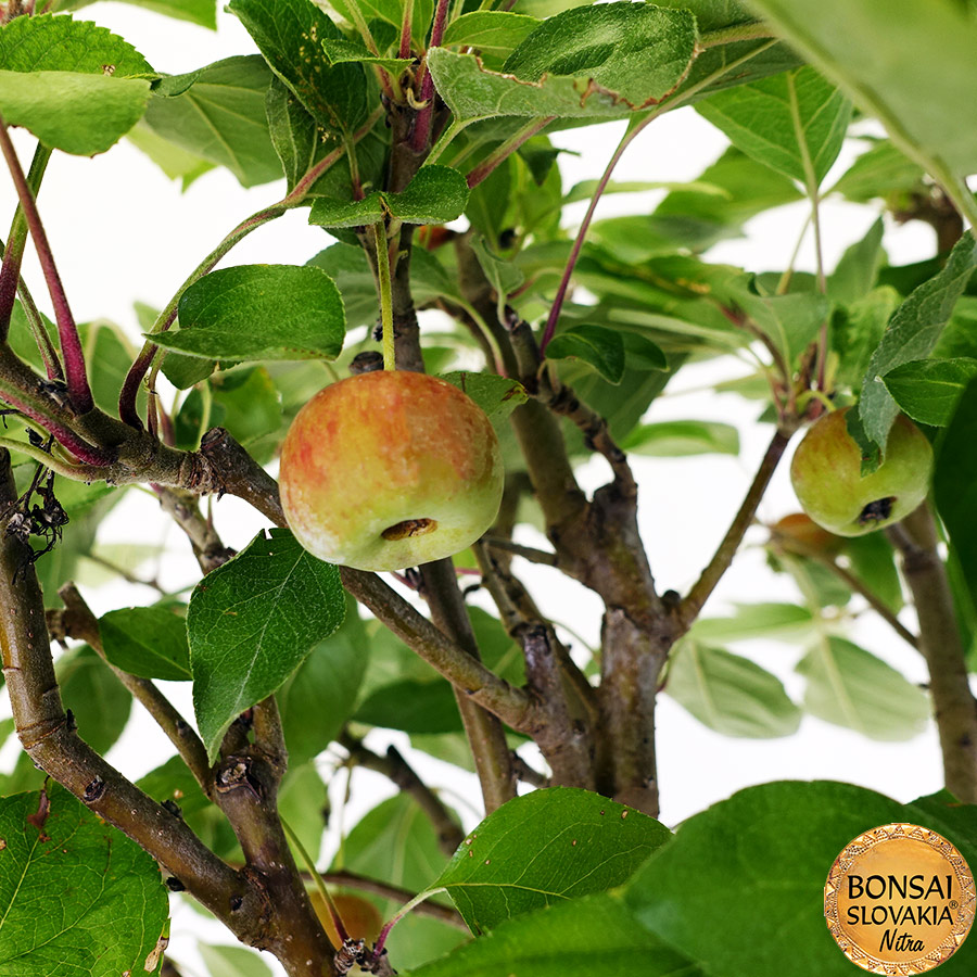 BONSAI: JABLOŇ, MALUS HALLIANA