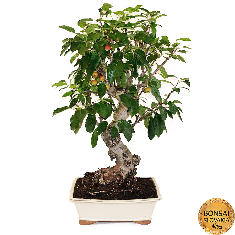 BONSAI: JABLOŇ, MALUS HALLIANA