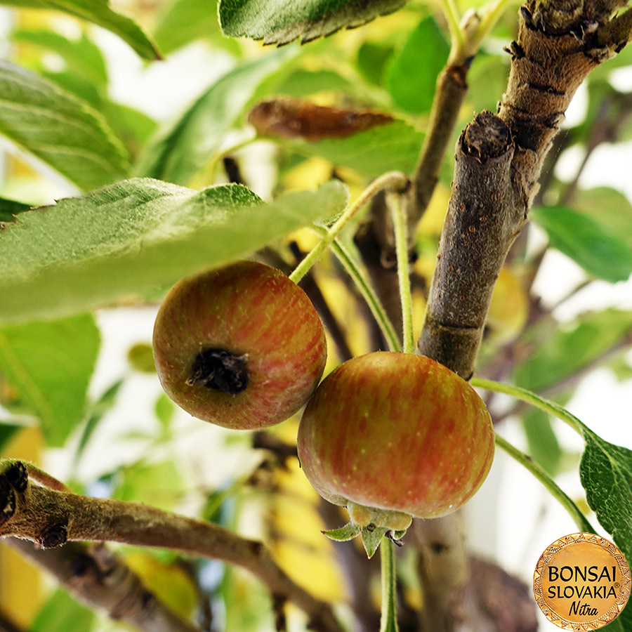 BONSAI: JABLOŇ, MALUS HALLIANA