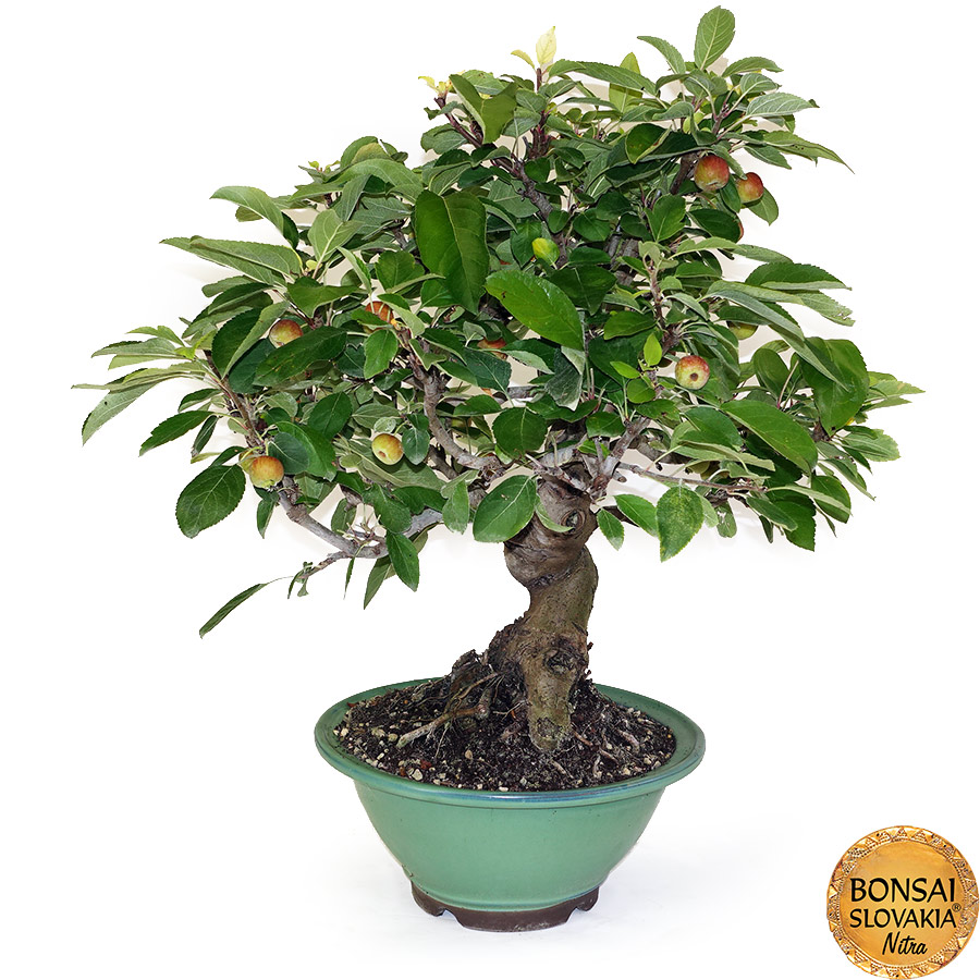 BONSAI: JABLOŇ, MALUS HALLIANA