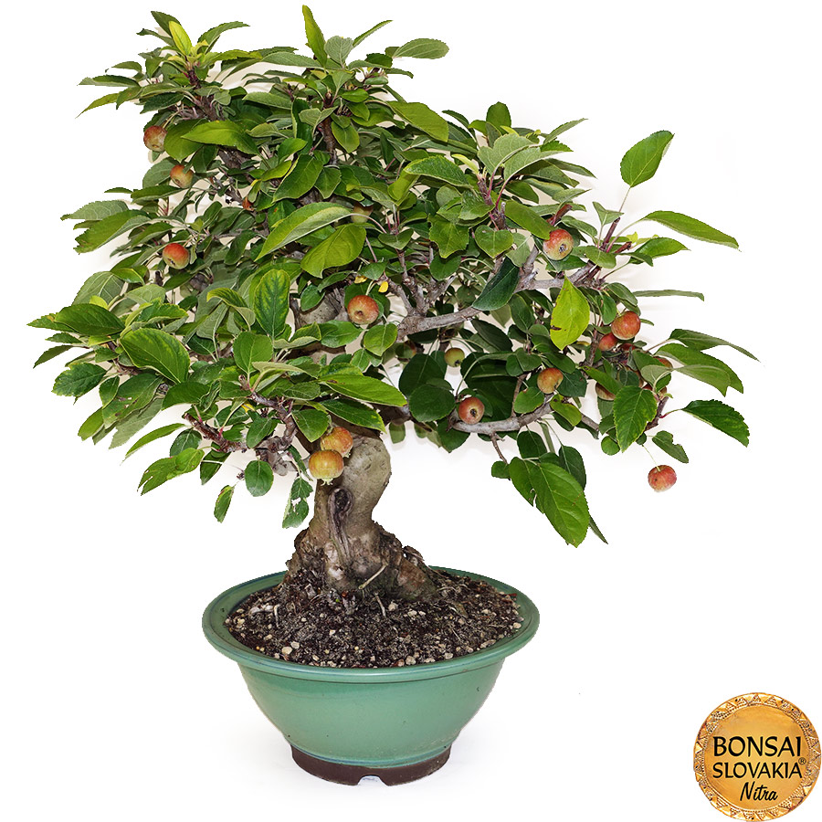 BONSAI: JABLOŇ, MALUS HALLIANA