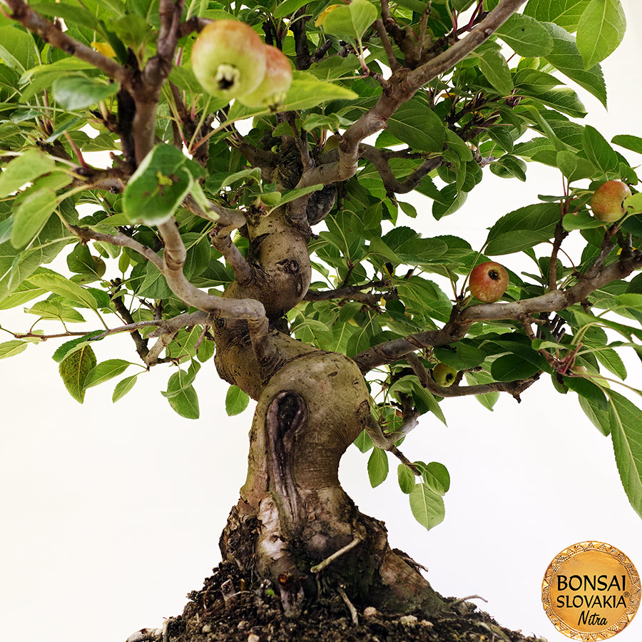 BONSAI: JABLOŇ, MALUS HALLIANA