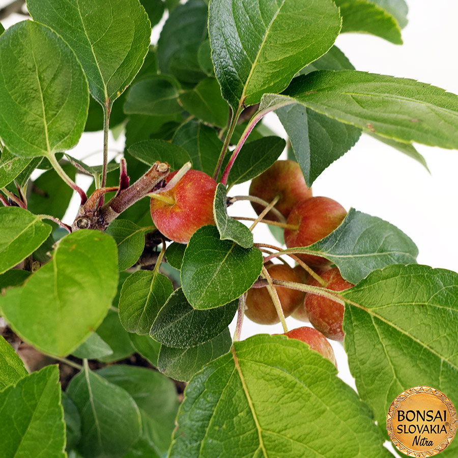 BONSAI: JABLOŇ, MALUS HALLIANA