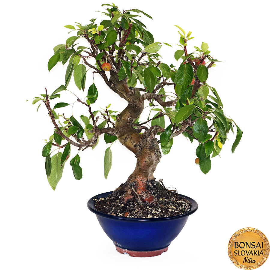 BONSAI: JABLOŇ, MALUS HALLIANA