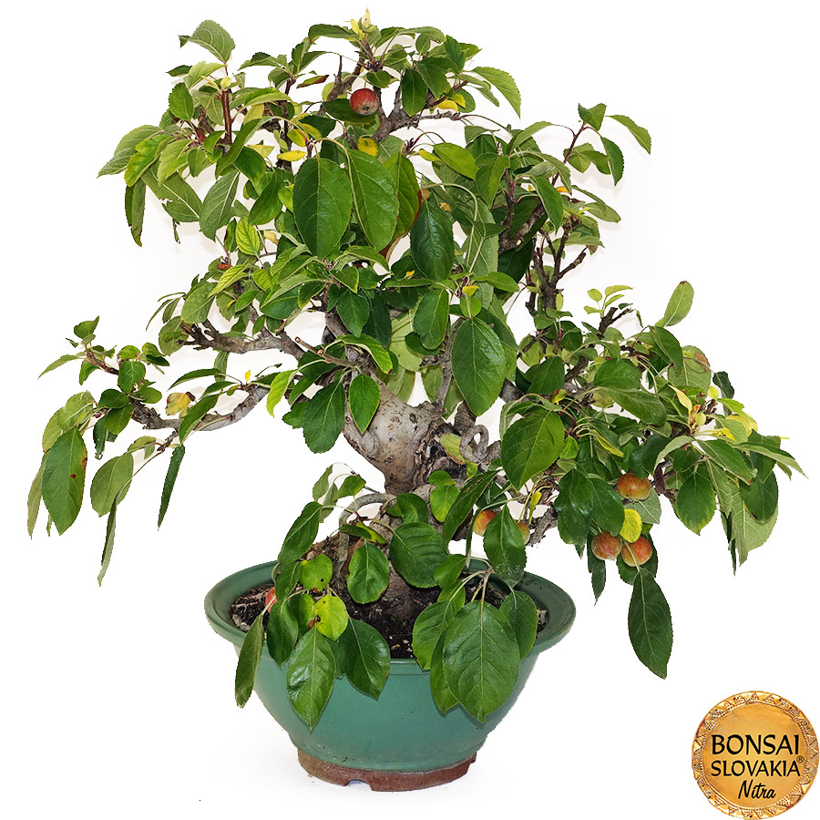 BONSAI: JABLOŇ, MALUS HALLIANA