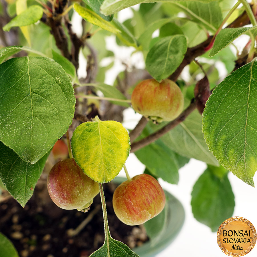 BONSAI: JABLOŇ, MALUS HALLIANA