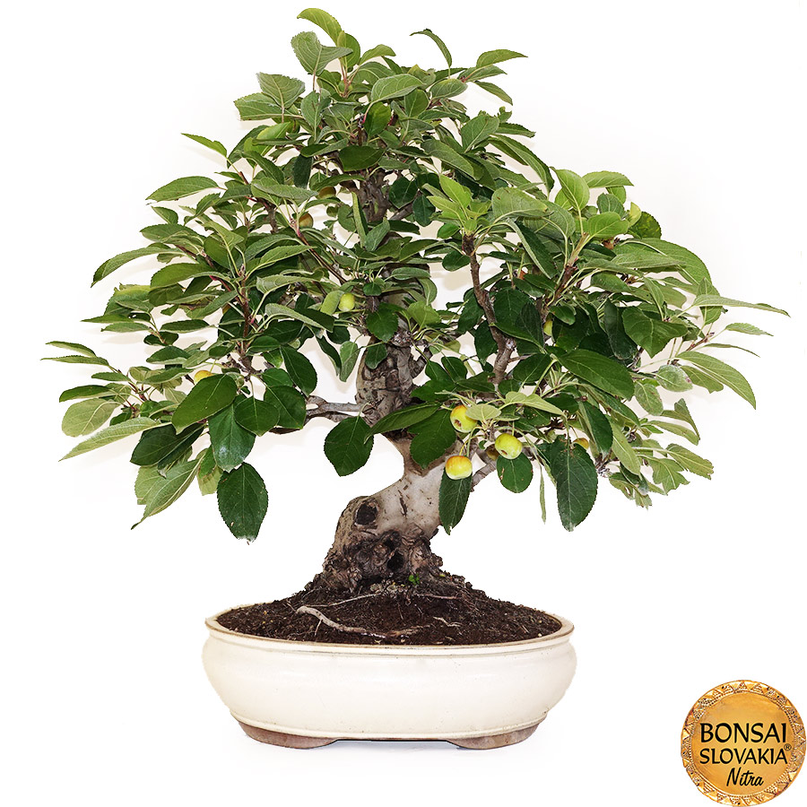 BONSAI: JABLOŇ, MALUS HALLIANA