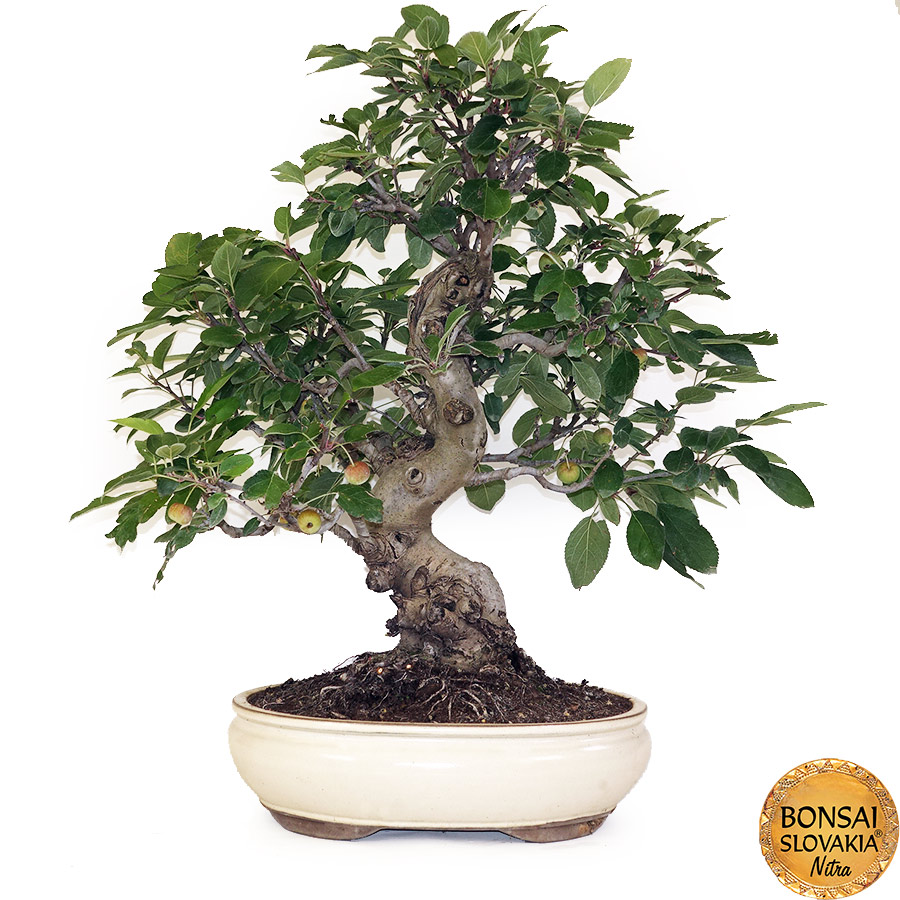 BONSAI: JABLOŇ, MALUS HALLIANA