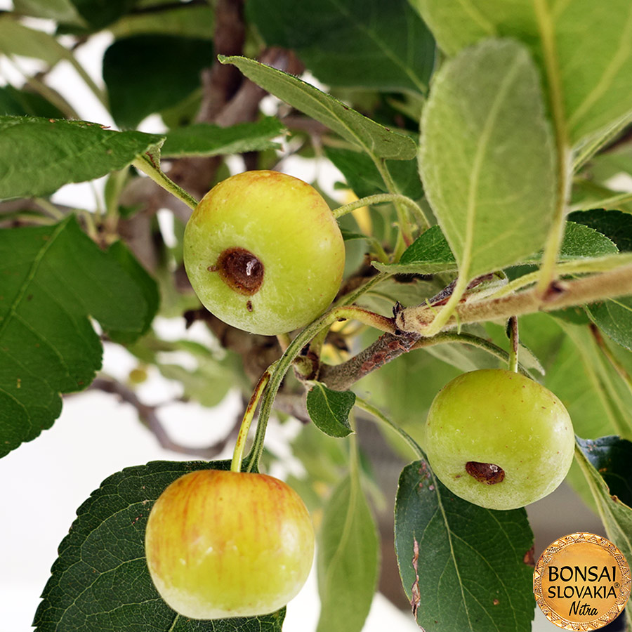 BONSAI: JABLOŇ, MALUS HALLIANA